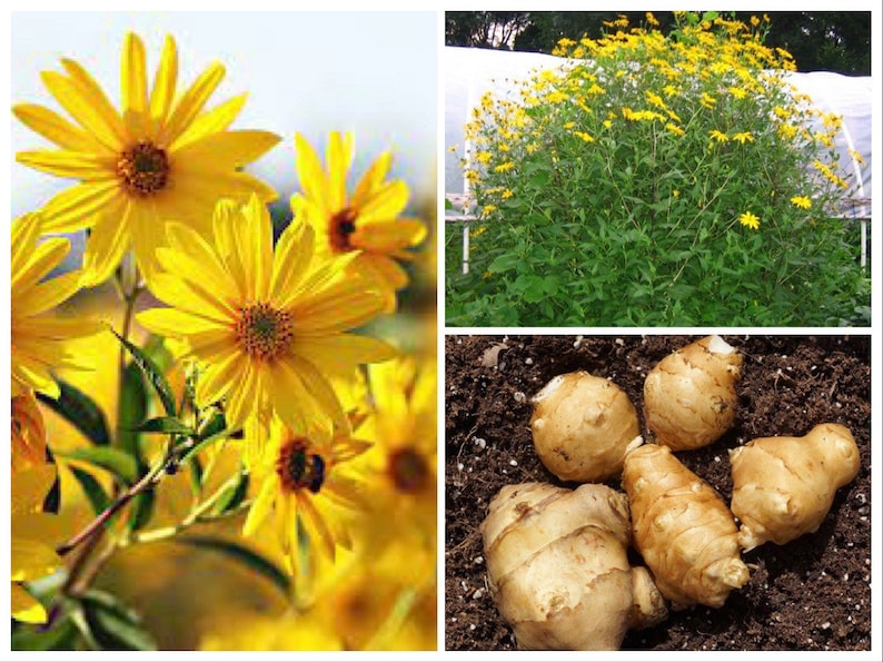 Sunchoke SEEDS, Jerusalem Artichoke, Potato Substitute, Helianthus Tuberosus HT0120 image 1