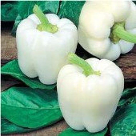Capsicum 40 Seeds HEIRLOOM vegetable garden GREEN RED YELLOW WHITE bell pepper 