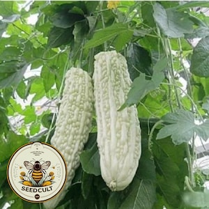 White Large Bitter Melon Seeds, Gori, Momordica charantia MM0110