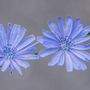May include: Two light blue chicory flowers with blue centers bloom on a green stem against a gray background.