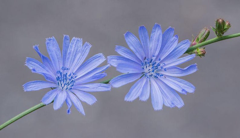 May include: Two light blue chicory flowers with blue centers bloom on a green stem against a gray background.