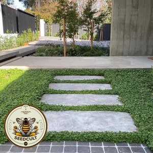1000 Dichondra Repens Ground Cover Seeds, Lawn Replacement DI011M