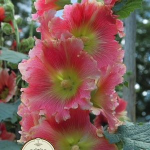 May include: Close-up of vibrant pink hollyhock flowers with yellow centers and ruffled petals. The flowers are in full bloom, showcasing their intricate details. Green leaves and stems provide a natural backdrop. The image includes a Seedcult logo.