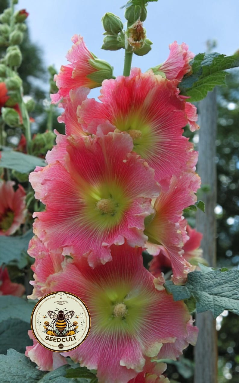 May include: Close-up of vibrant pink hollyhock flowers with yellow centers and ruffled petals. The flowers are in full bloom, showcasing their intricate details. Green leaves and stems provide a natural backdrop. The image includes a Seedcult logo.