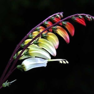 May include: A close-up of a flower stem with a gradient of red, orange, yellow, and white flowers. The flowers are arranged in a curved shape, with the red flowers at the top and the white flowers at the bottom.