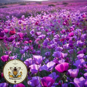 Bulk Purple Gleam California Poppy Seeds, Eschscholzia Californica, Purple Poppies EZ03