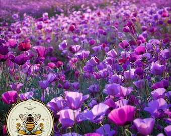 Op de afbeelding: Een veld met paarse wilde bloemen in volle bloei. De bloemen staan in volle bloei en het veld is een zee van paars. De afbeelding is vanuit een lage hoek genomen, kijkend naar de bloemen. In de linkerbenedenhoek staat een logo met de tekst "Seedcult".