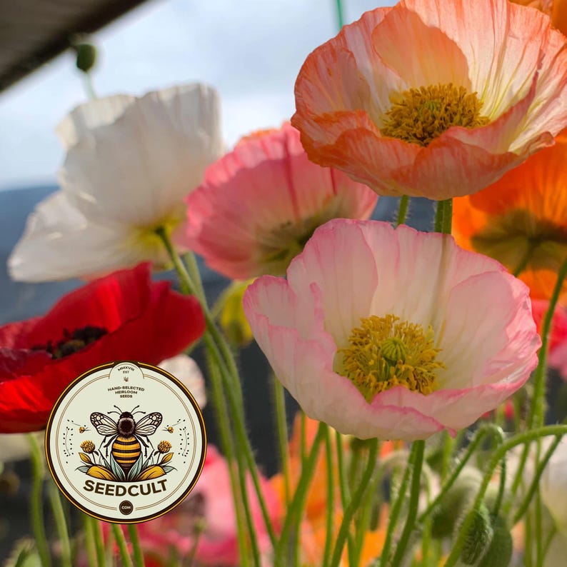 May include: A cluster of vibrant poppies in shades of white, soft pink, coral, and deep red, each featuring a prominent yellow center. A circular logo is overlaid in the lower left corner, displaying a bee illustration and the text SEEDCULT.COM.
