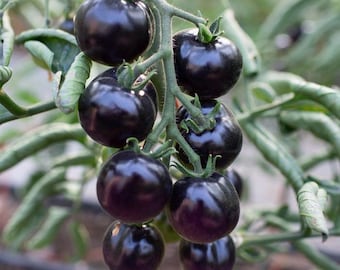 Organic Indigo Rose Tomato Seeds, Heirloom, Non-GMO, Solanum Lycopersicum LY0520