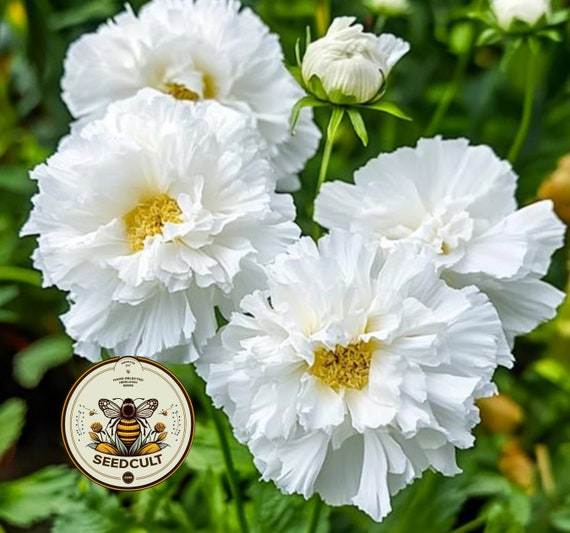 Double Click Snow Puff Cosmos Seeds, Cosmos Bippinatus CO1725