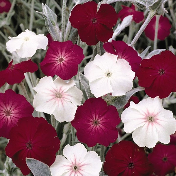 NEW! Dancing Ladies Rose Campion Seeds, Lychnis Coronaria, LH0150