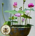 Sacred Lotus Bonsai Seeds, Pink Nelumbo Nucifera, For growing in Pond or Water Bowl NE8006