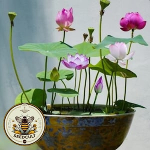 Sacred Lotus Bonsai Seeds, Pink Nelumbo Nucifera, For growing in Pond or Water Bowl NE8006