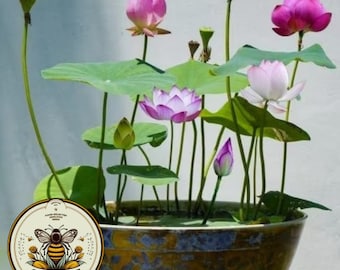 Sacred Lotus Bonsai Seeds, Pink Nelumbo Nucifera, For growing in Pond or Water Bowl NE8006