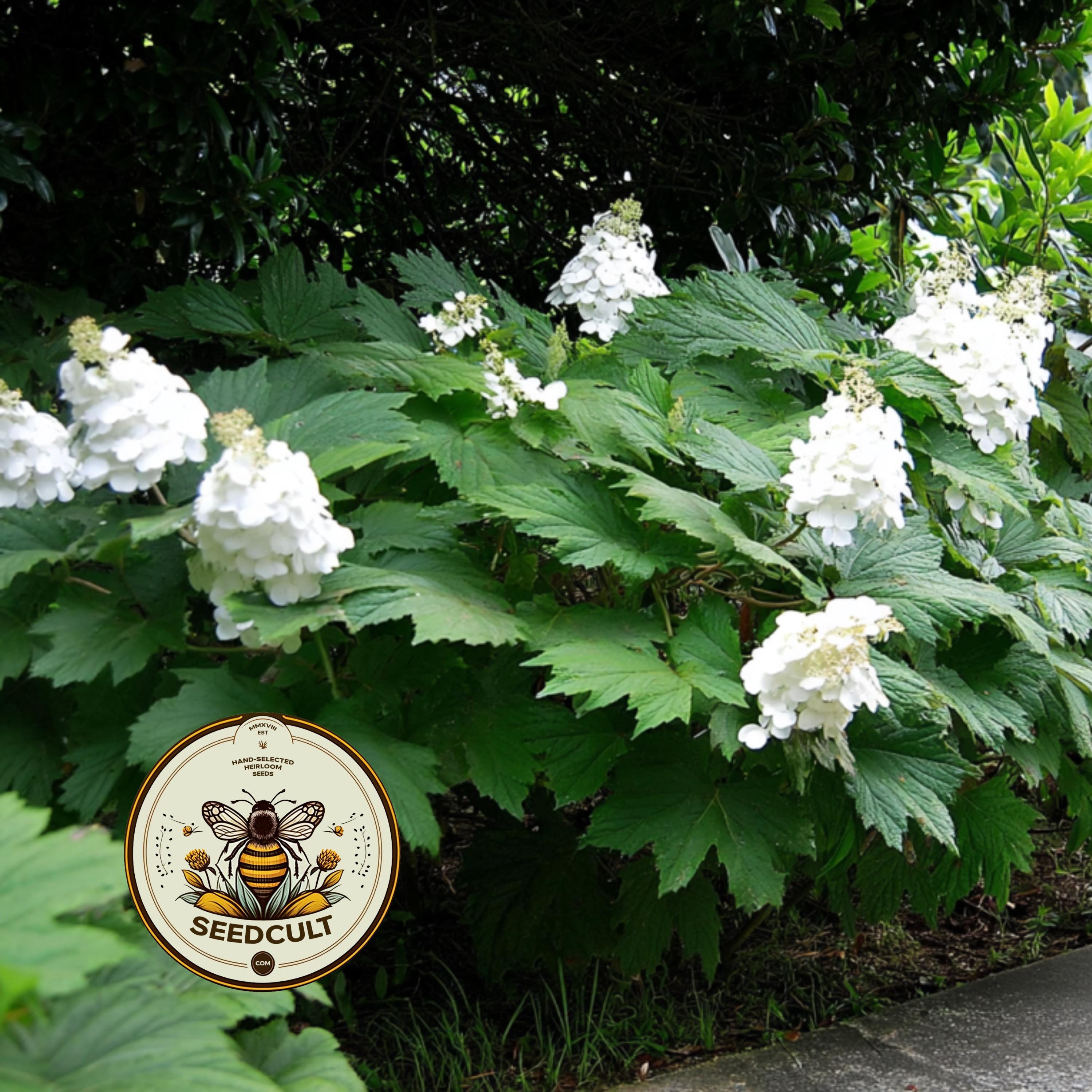 NEW! Oak Leaf Hydrangea Seeds, Hydrangea Quercifolia, HY901C - Etsy