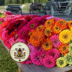 Semillas de zinnia GLOWSTICK, exclusivas de SeedCult, colores neón fluorescentes, ZE5325 imagen 2