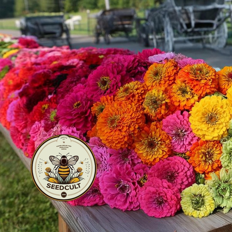 Semillas de zinnia GLOWSTICK, exclusivas de SeedCult, colores neón fluorescentes, ZE5325 imagen 2