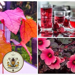 10 Cranberry Hibiscus Seeds, Edible Organic Plant Seeds, Hibiscus Acetosella, African Rosemallow, False Roselle HI0110