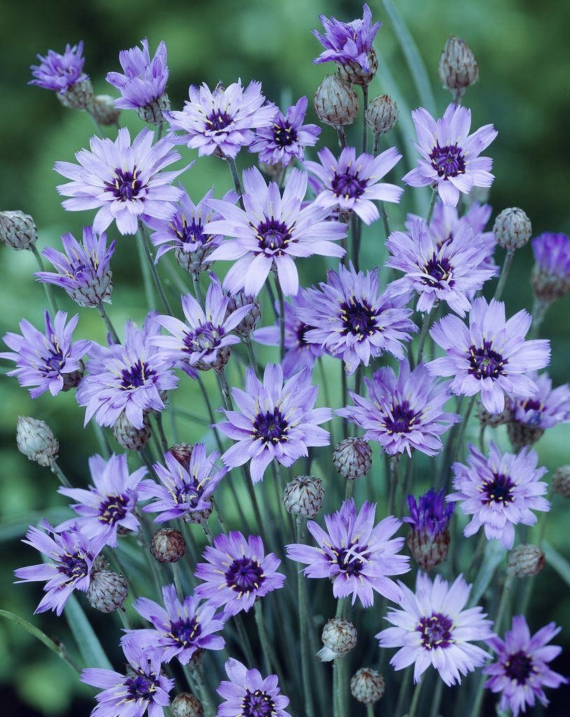 Blue Cupid's Dart Love Potion Plant Seeds, Catananche Caerulea Blue CA0120  - Etsy