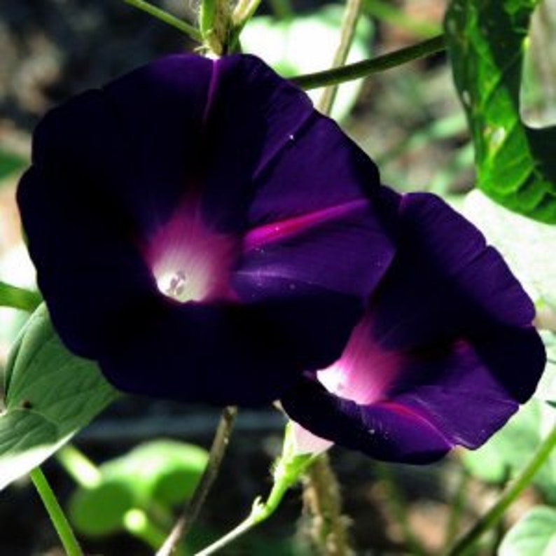 Pu&ograve; includere: Due fiori di campanula di colore viola scuro con centri bianchi e un tocco di rosa sui bordi.