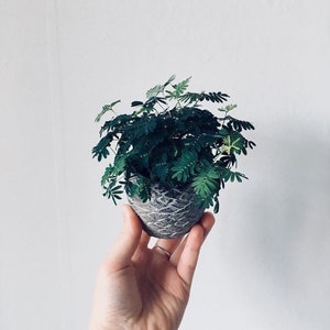 Sensitive Plant SEEDS, Organic Mimosa Pudica, Shame, Shy Plant, Touch Me Not, House Plant, Ground Cover MP0125