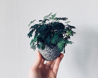 Sensitive Plant SEEDS, Organic Mimosa Pudica, Shame, Shy Plant, Touch Me Not, House Plant, Ground Cover MP0125