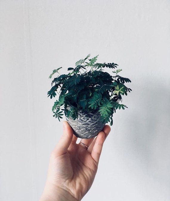 Sensitive Plant Seeds – Mimosa Pudica, Touch-Me-Not, 15/25/40/100 Seeds Available, Fast-Growing