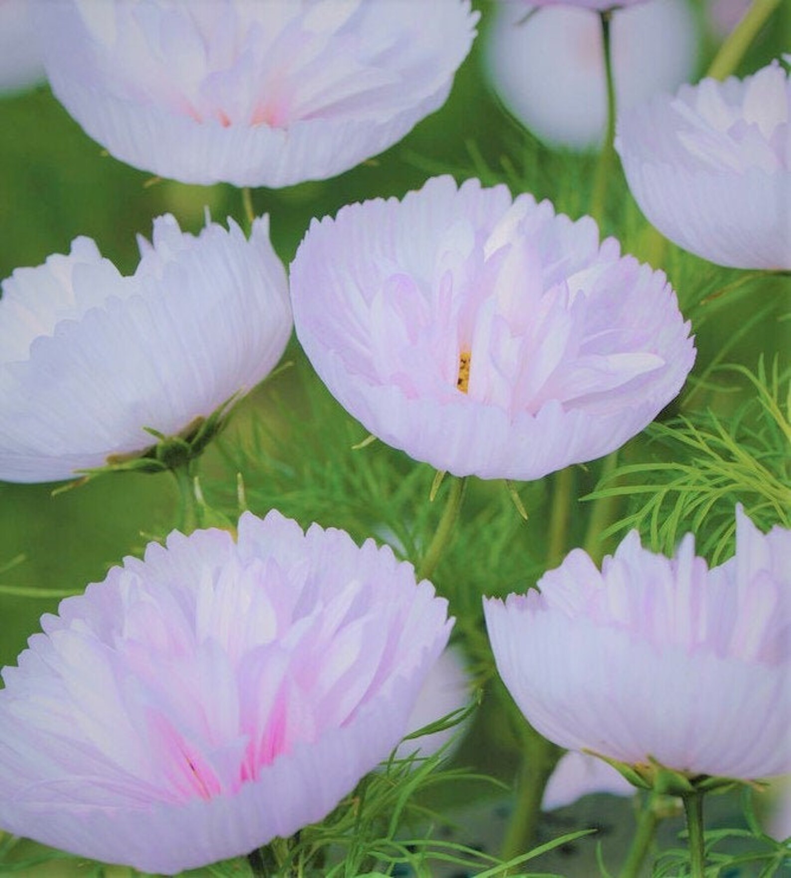 25 Blush Cupcake Cosmos Seeds Cups and Saucers Cosmos Etsy
