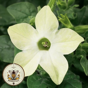 Saratoga Lime Jasmine Tobacco Seeds, PELLETED for easy sowing Moonlight Flowering Tobacco, Nicotiana Alata, NI2720P
