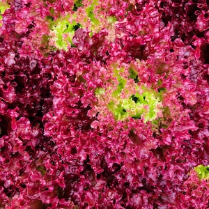 Bulk Organic Ruby Red Leaf Lettuce Seeds, Lactuca Sativa LC033C