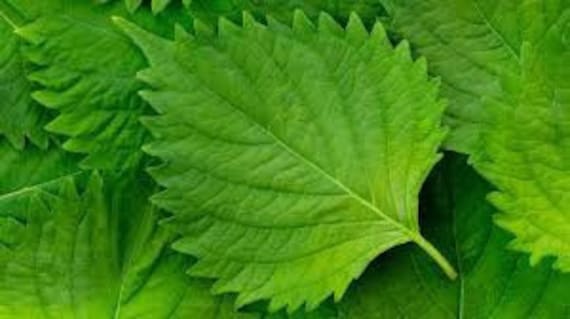 Bulk Green Shiso Seeds, Sushi wrap, Asian Cuisine, Perilla Frutescens var Crispa, Green Ohba, PE012C