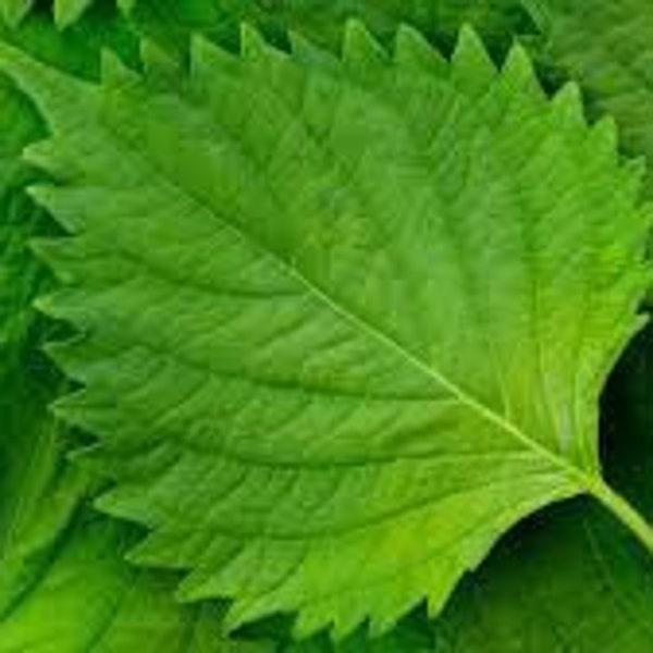 Bulk Green Shiso Seeds, Sushi wrap, Asian Cuisine, Perilla Frutescens, Green Ao PE012C