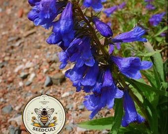 May include: A close-up of vibrant blue flowers with a bell-like shape, growing on a green stem. The flowers are in full bloom, with a blurred background of brown and green. A circular logo with a bee is in the lower left corner.