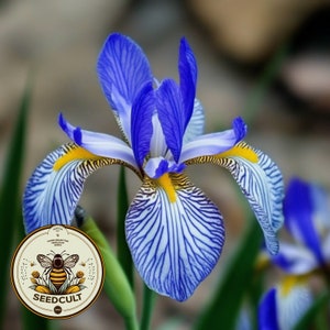 Semillas de iris de las Montañas Rocosas, iris azul silvestre, nativo de EE. UU., Iris Missouriensis, IR0225