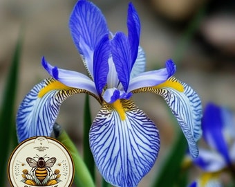 Rocky Mountain Iris Seeds, Wild Blue Iris, US Native, Iris Missouriensis, IR0225