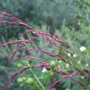 May include: A close-up of a cluster of purple-hued grass seed heads, swaying gently in the breeze. The seed heads are long and slender, with a delicate, feathery texture. The background is a soft blur of green foliage.
