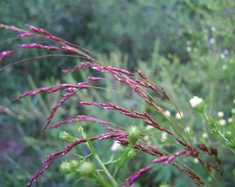 Bulk 200 Native Purple Top Grass Seeds, Tridens Flavus, Ornamental Grasses, TD202C