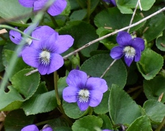 Native Violet Seeds, Ground Cover, Common Blue Violet, Viola Sororia VL0510