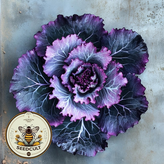 Black Angel Flowering Kale, Black and Purple, Brassica Oleracea