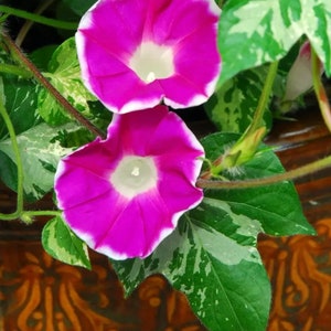 NEW Variegated Happy Hour Rose Morning Glory Seeds, Ipomoea Tricolor IP1825 image 2