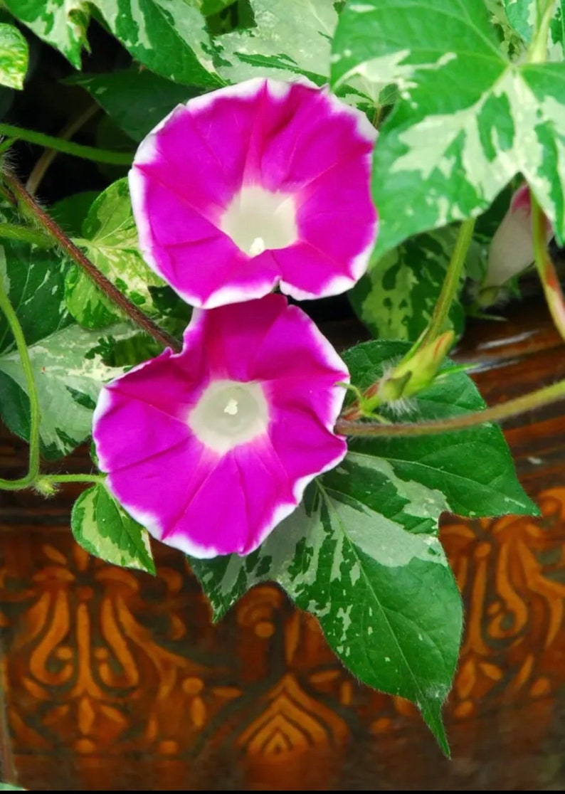 NEW Variegated Happy Hour Rose Morning Glory Seeds, Ipomoea Tricolor IP1825 image 2