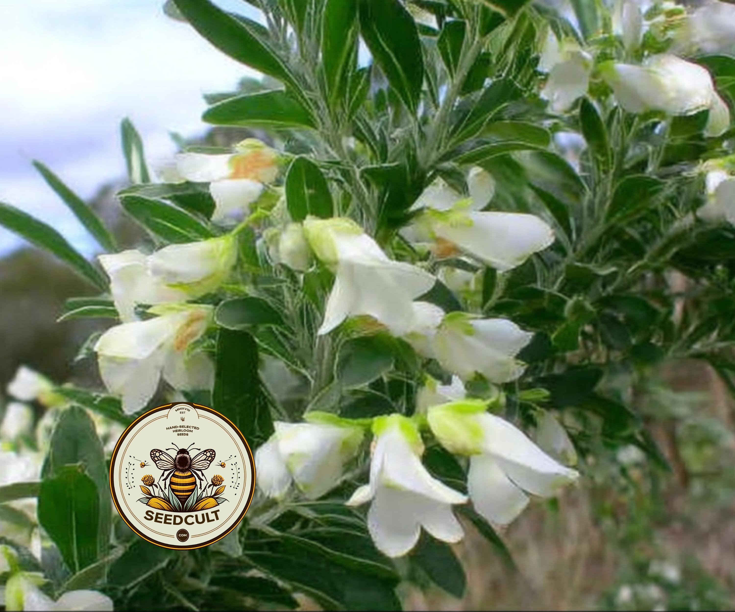 NEW! Tagasaste Seeds, Tree Lucerne, Chamaecytisus Palmensis