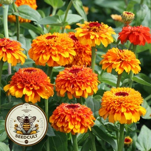 Zinderella Zeste de graines de zinnia, Zinnia elegans ZE2810
