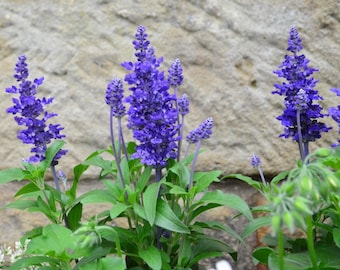 Bulk Blue Sage Seeds, Mealy Blue Sage, Mealycup Sage, US Native, Texas, New Mexico Wildflower, Salvia Farinacea SA091C