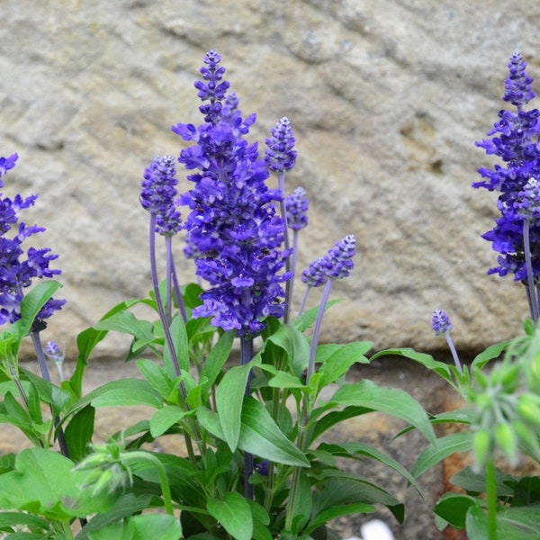 Bulk Blue Sage Seeds, Mealy Blue Sage, Mealycup Sage, US Native, Texas, New Mexico Wildflower, Salvia Farinacea SA091C