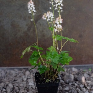 Heartleaf Foamflower Seeds, Foam Flower, Wherrys, Tiarella Wherryi, Shade Indoor plant TI2020 image 5