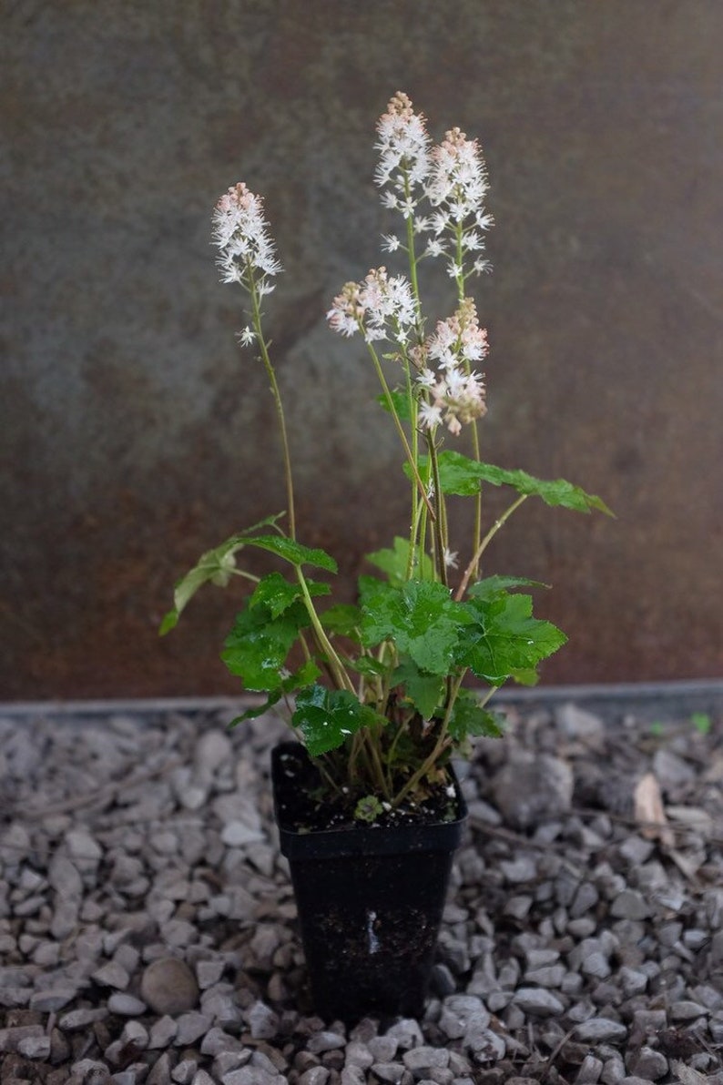 Heartleaf Foamflower Seeds, Foam Flower, Wherrys, Tiarella Wherryi, Shade Indoor plant TI2020 image 5