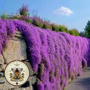 Purple Rockcress Seeds, Aubrieta, Rock Wall, Ground Cover, Hanging Basket, Aubrieta Hybrida AU011C