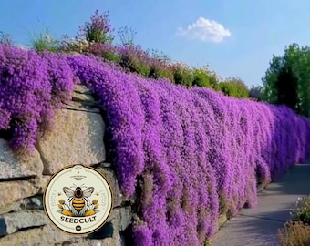 May include: A wall covered in a cascading purple flowering plant. A stone wall with a logo for "Seedcult" is in the foreground.