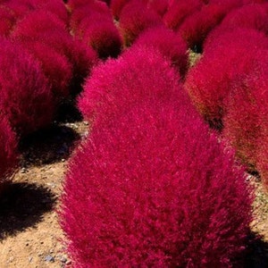 50 Burning Bush Summer Cypress Seeds, Fall Red Foliage, Kochia Scoparia, Childsii, Tricophylla, Mexican Fireweed KS0150